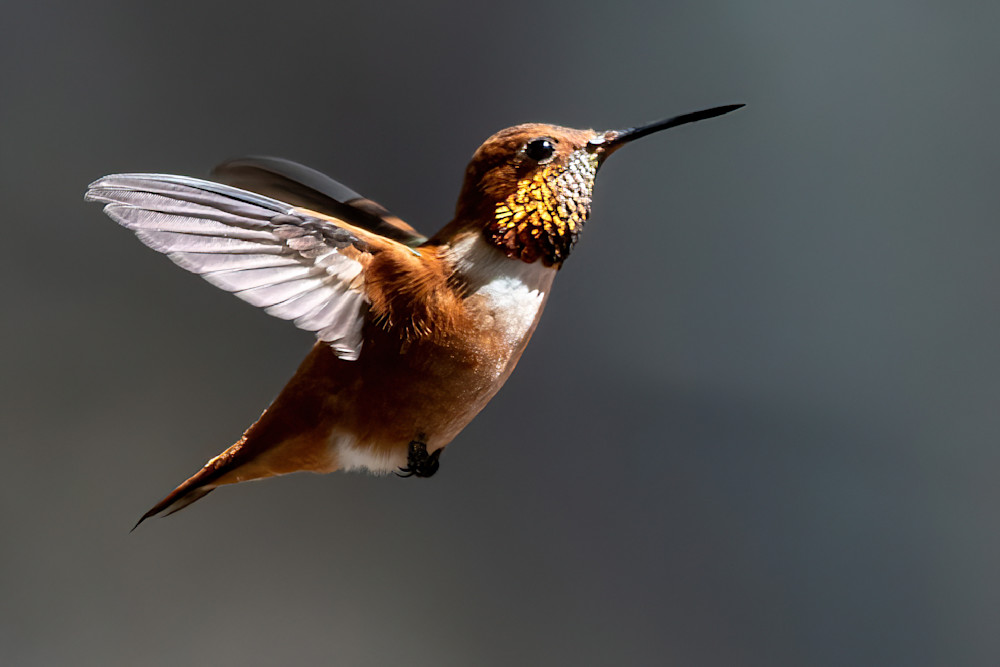 Rufous Hummingbird Hovering Photography Art | davehatton
