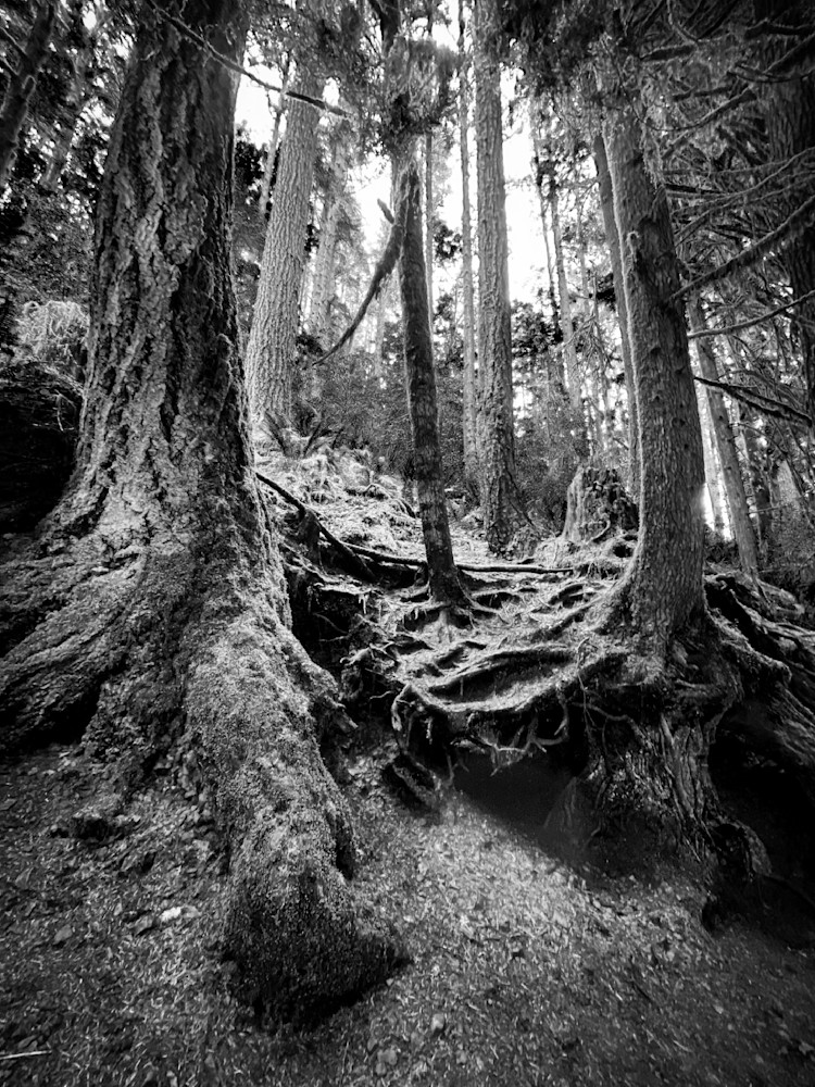 Mossy tree trunks loom over a hillside as the pine roots hold back the soil in Silver Falls State Park, Oregon.