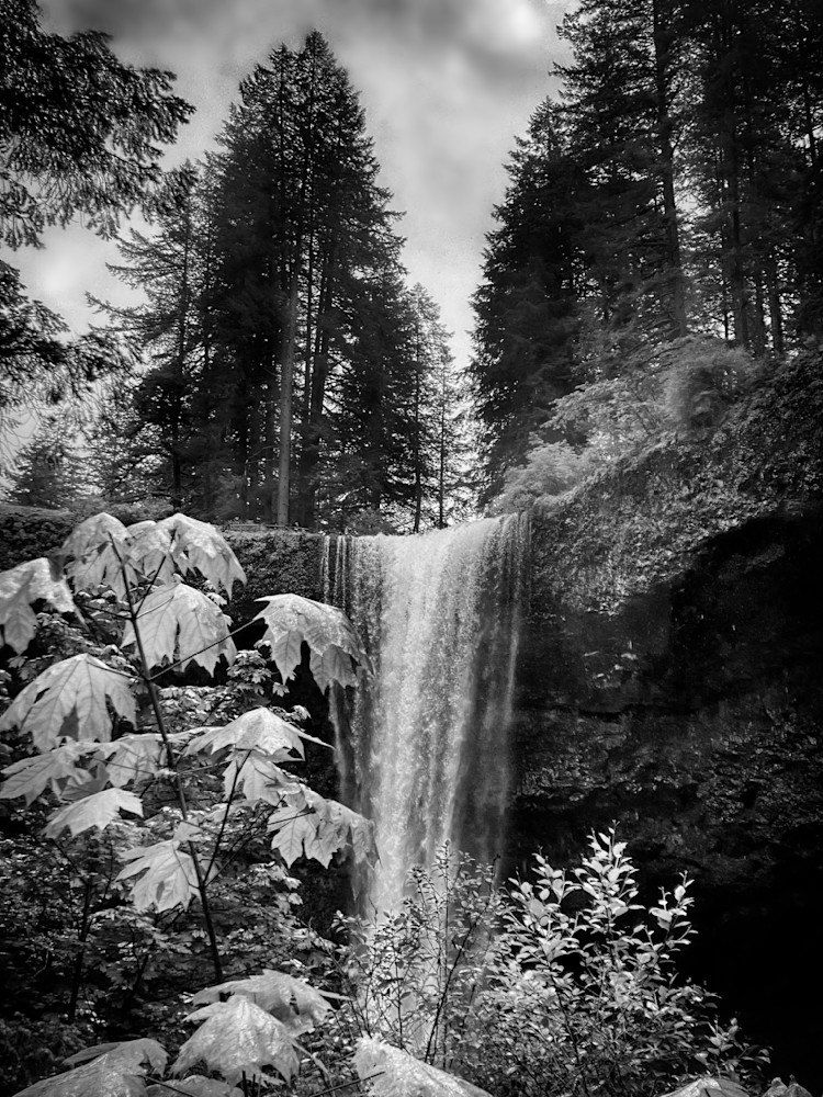 One of ten waterfalls in Silver Falls State Park, Oregon serves as the backdrop to maple leaves.