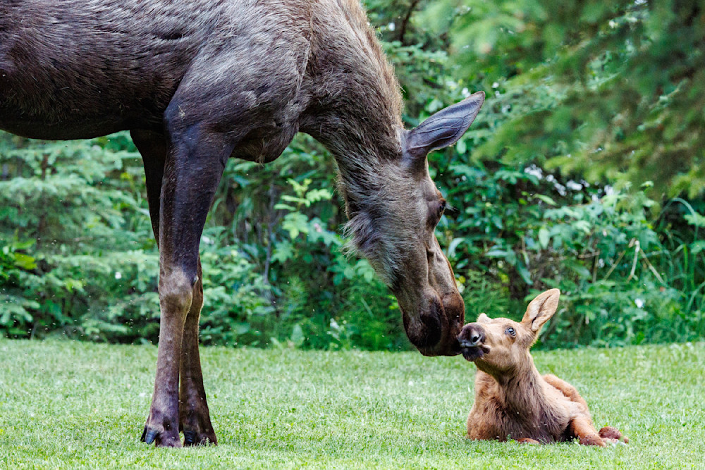 A Mother's Love