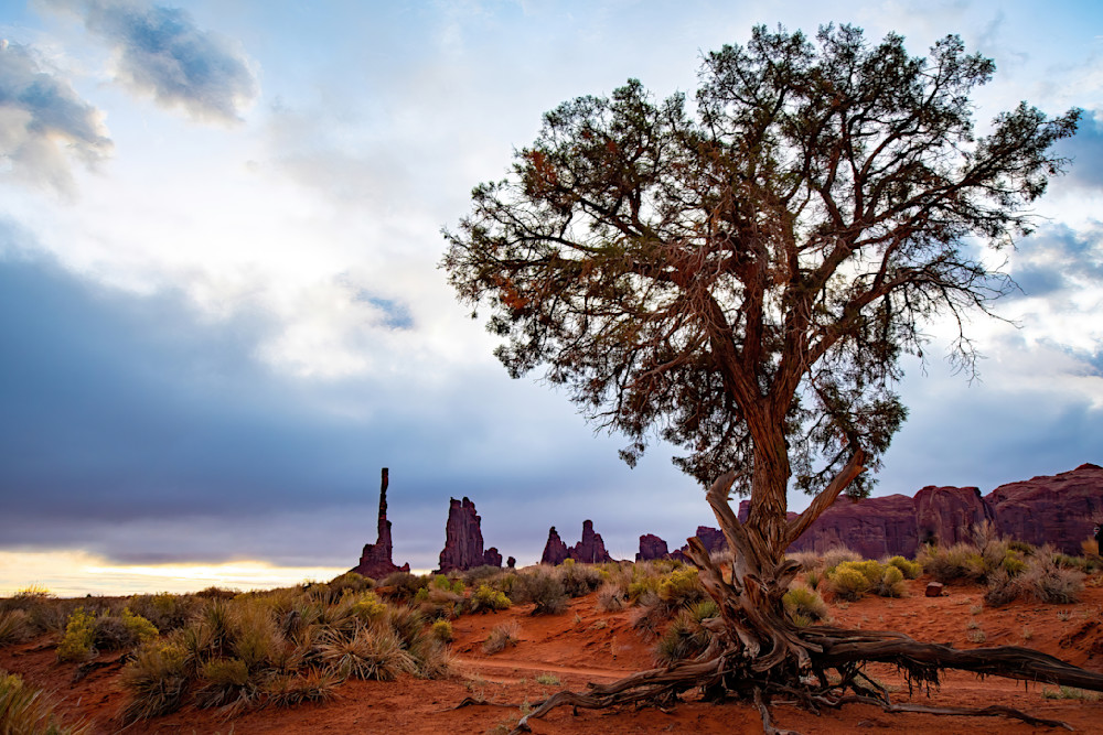 Lone Tree Monument Valley Photography Art | davehatton