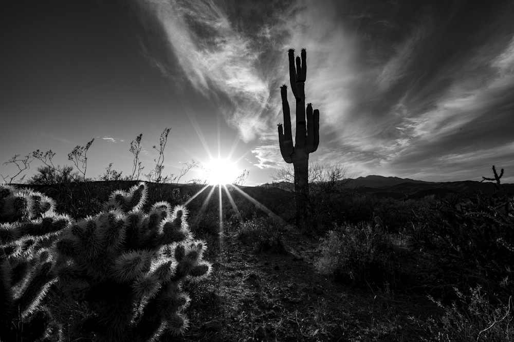 New River Cholla And Saguaro Sunset Photography Art | davehatton