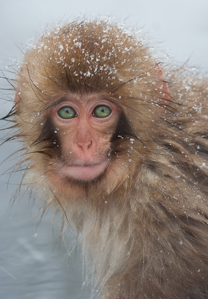 Juvenile Japanese Macaque (Snow Monkey) Photography Art | RBlaser Photos