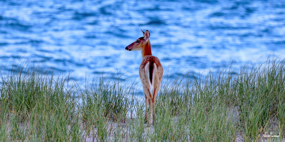 A doe on the dunes watching over the beach