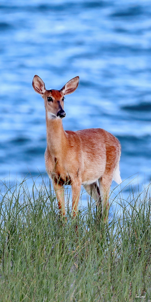 A deer mother at the beach stands vigilant as she watches her brood in the dunes 