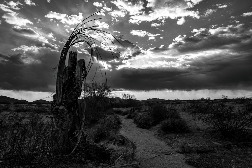 Dead Saguaro Still Standing Photography Art | davehatton