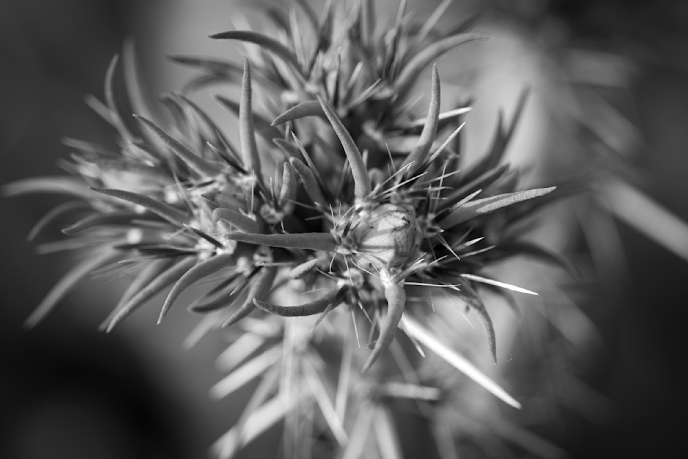Cholla Prebloom Bw Photography Art | davehatton