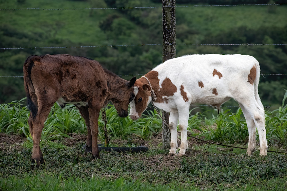 Costa Rican Calves Photography Art | matthewryanphoto