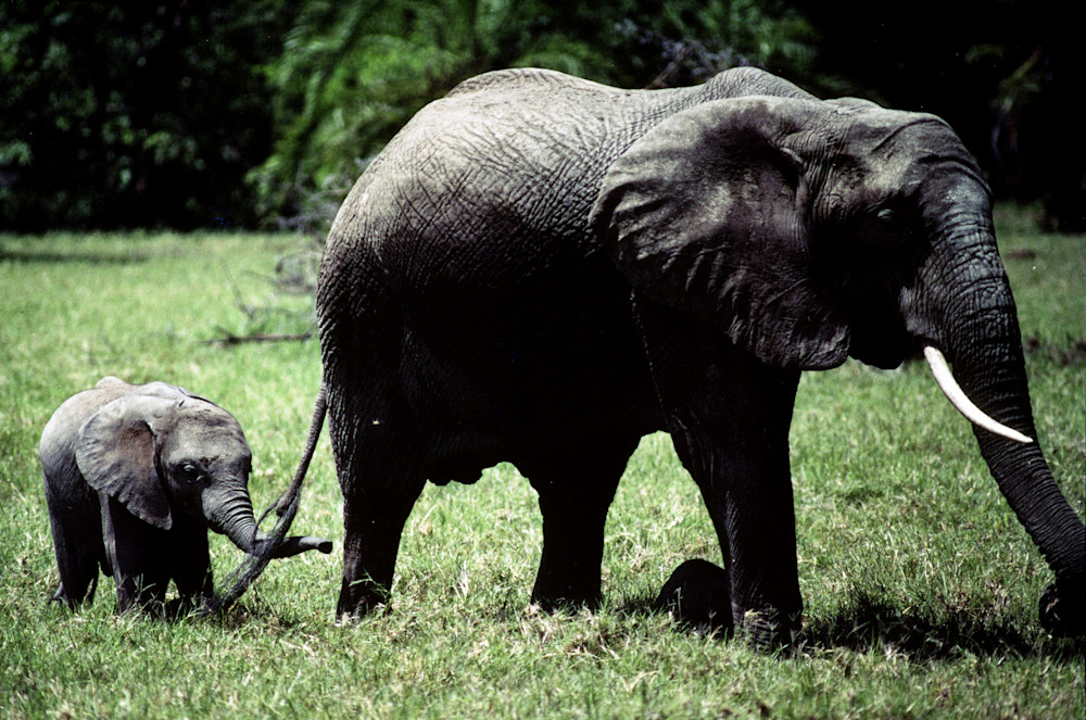 Elephant and Baby
