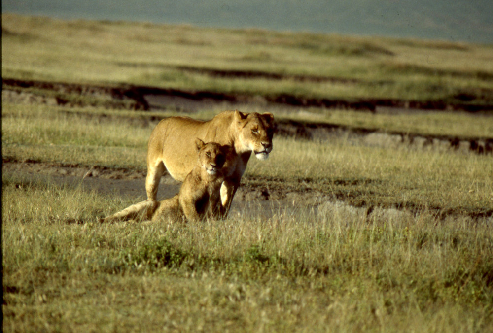 Lioness with Juvenile Cub