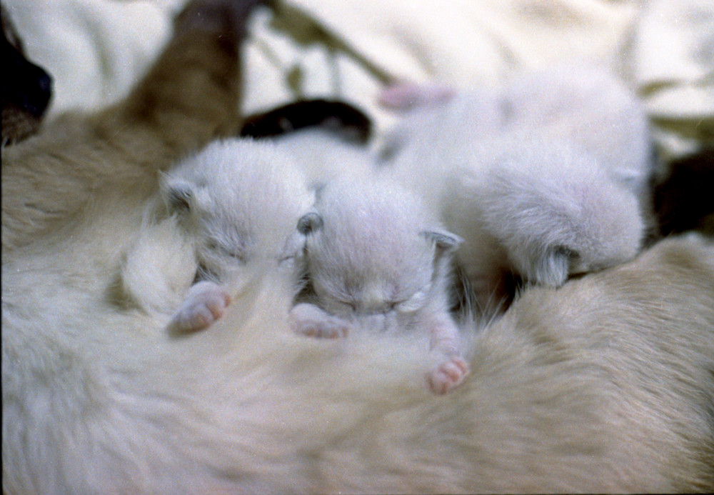 Kittens Nursing