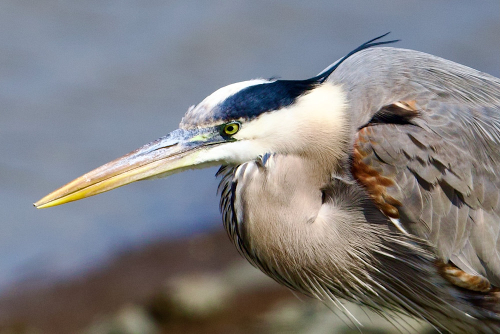 Blue heron clearance new jersey