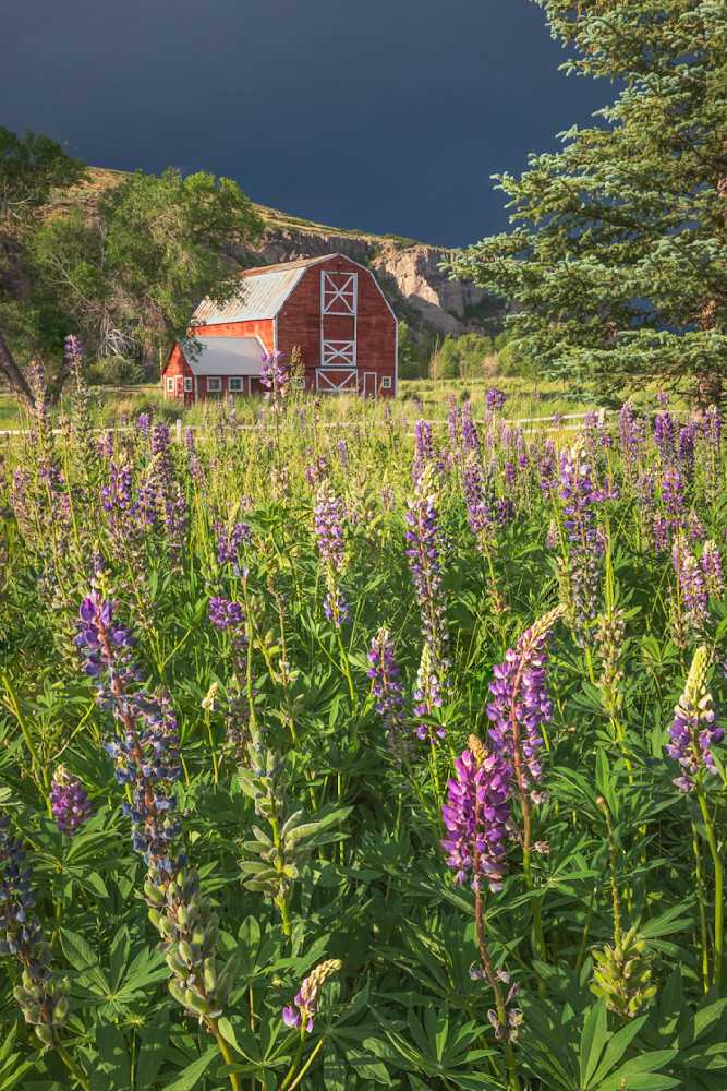 Francis Barn with Lupine