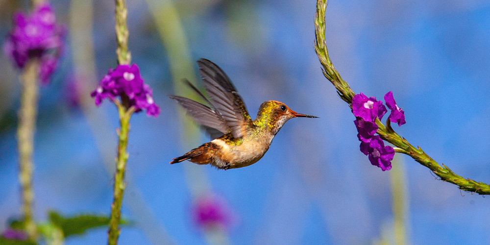 Hummingbird Image Mug. Gifts & Calendars | Nicki Geigert Photographer