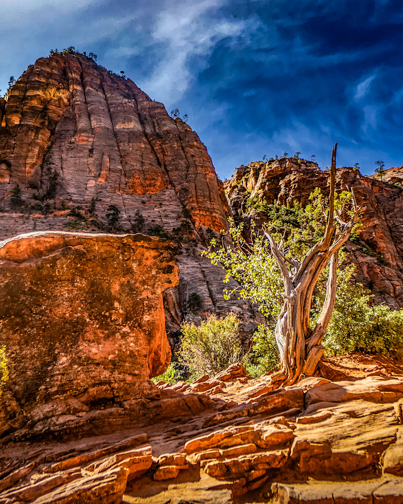 Zion Trail Photography Art | Lift Your Eyes Photography