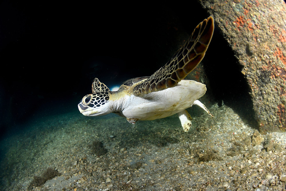 Flyby of Green Sea Turtle