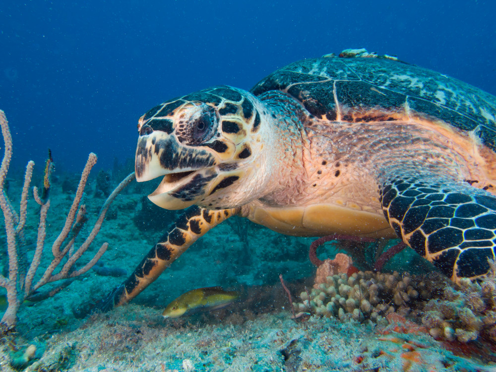 hawksbill sea turtle eating greeting underwater 