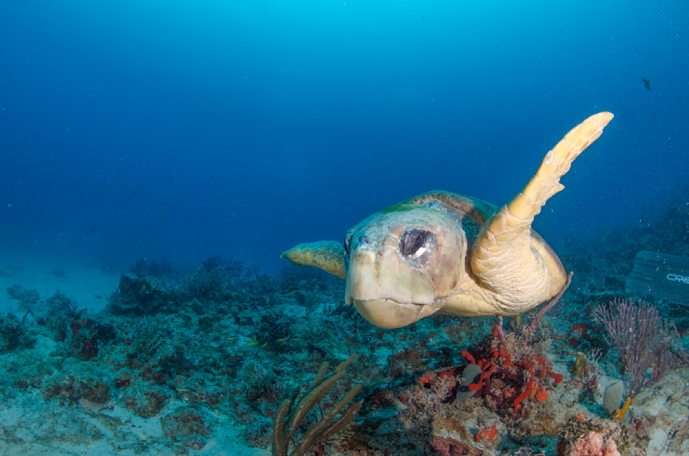 approach loggerhead sea turtle underwater greeting greetings meeting nature lover smile cool closeup