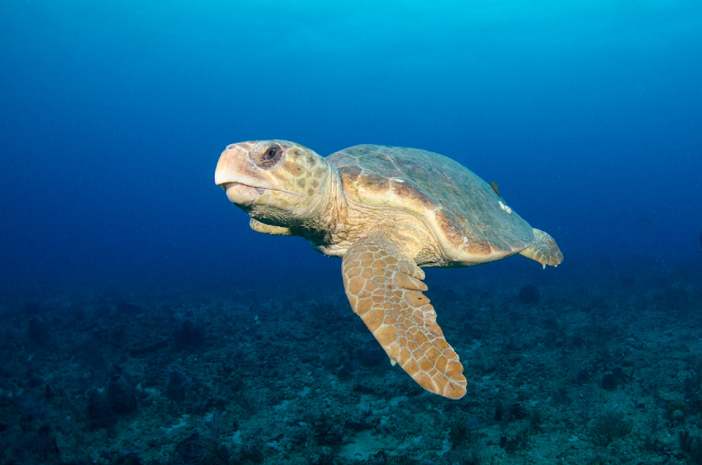 Loggerhead sea turtle hover