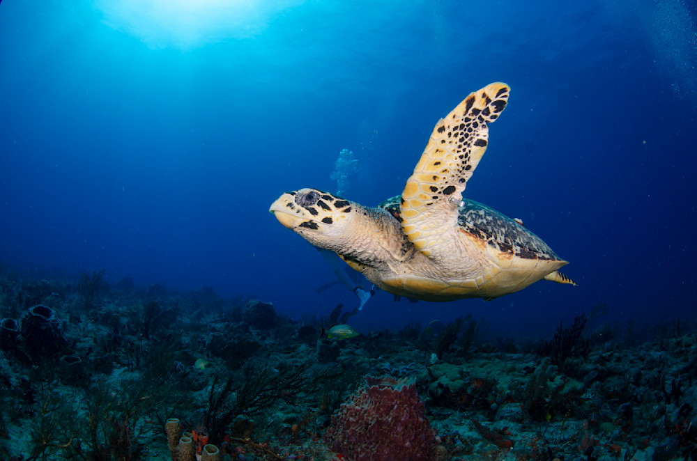 Hawksbill sea turtle in fight 7