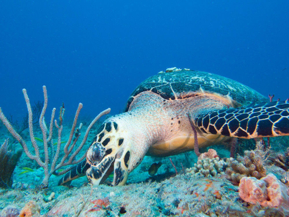 hawksbill sea turtle eating