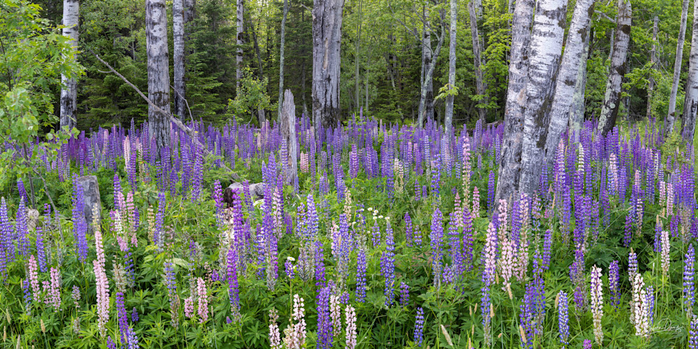 Lupines and Birch