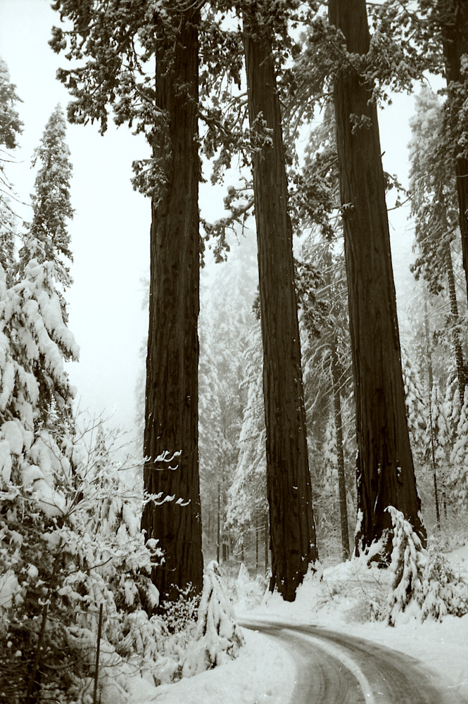 Sequoias In Winter Photography Art | John Wolf Photo