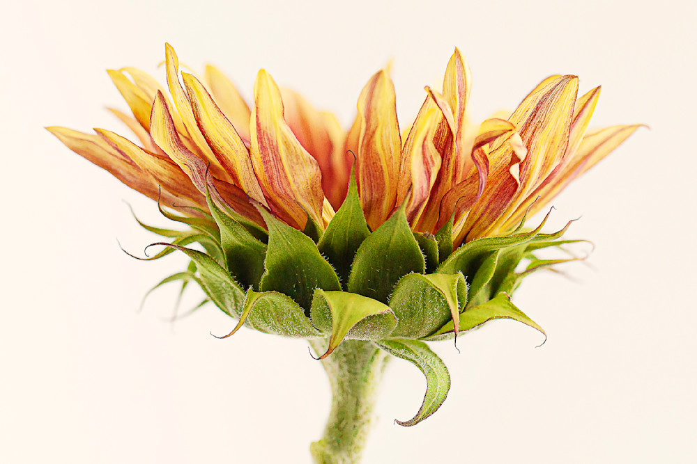 Flaming Flower Photography Art | Patti Gary Photography