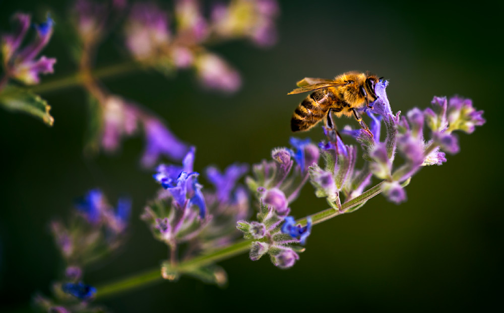 Baby Bee Diving in Lavender