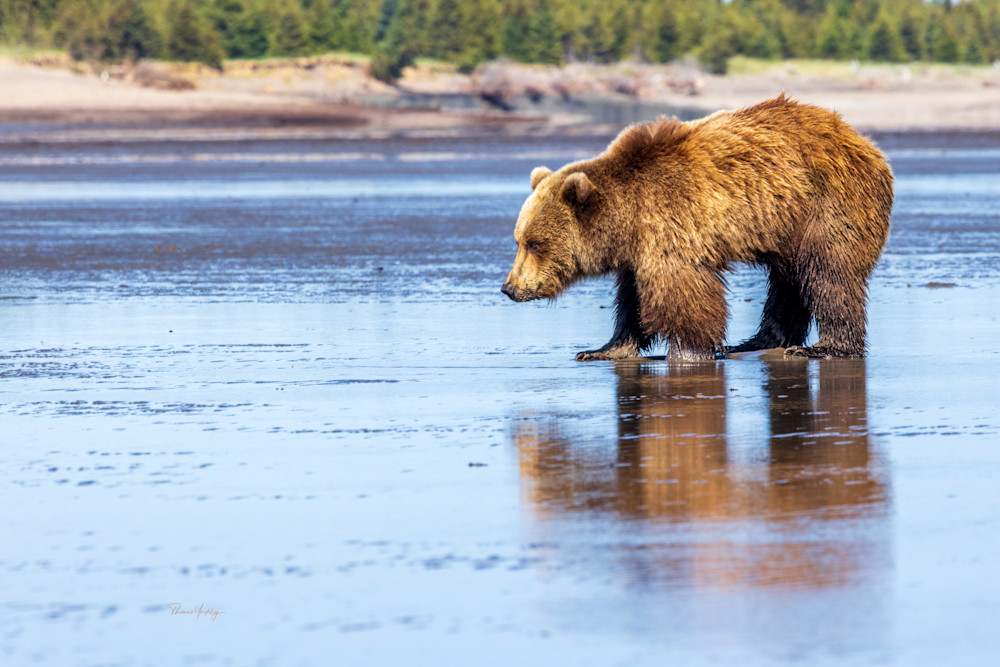 Clamming Bear Photography Art | Thomas Yackley Fine Art Photography