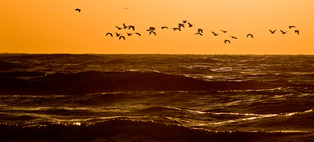 Birds flying over the water at South Padre Island National Seashore.