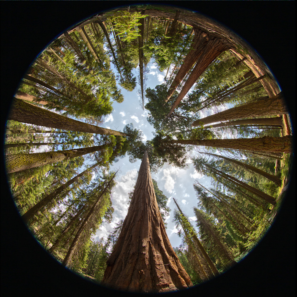 Sequoias Photography Art | RBlaser Photos