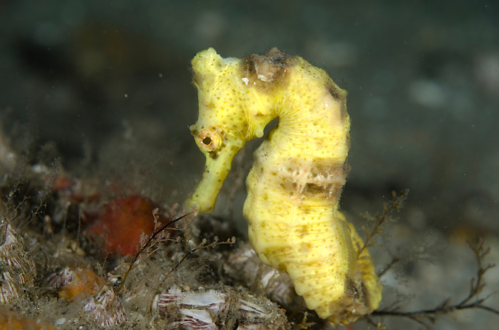 Yellow seahorse posing