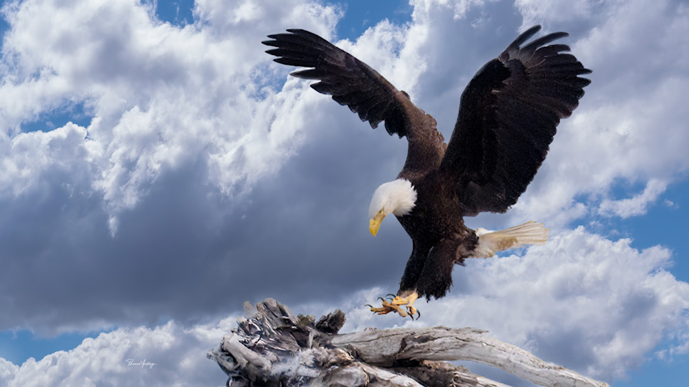 Eagle's Landing Photography Art | Thomas Yackley Fine Art Photography