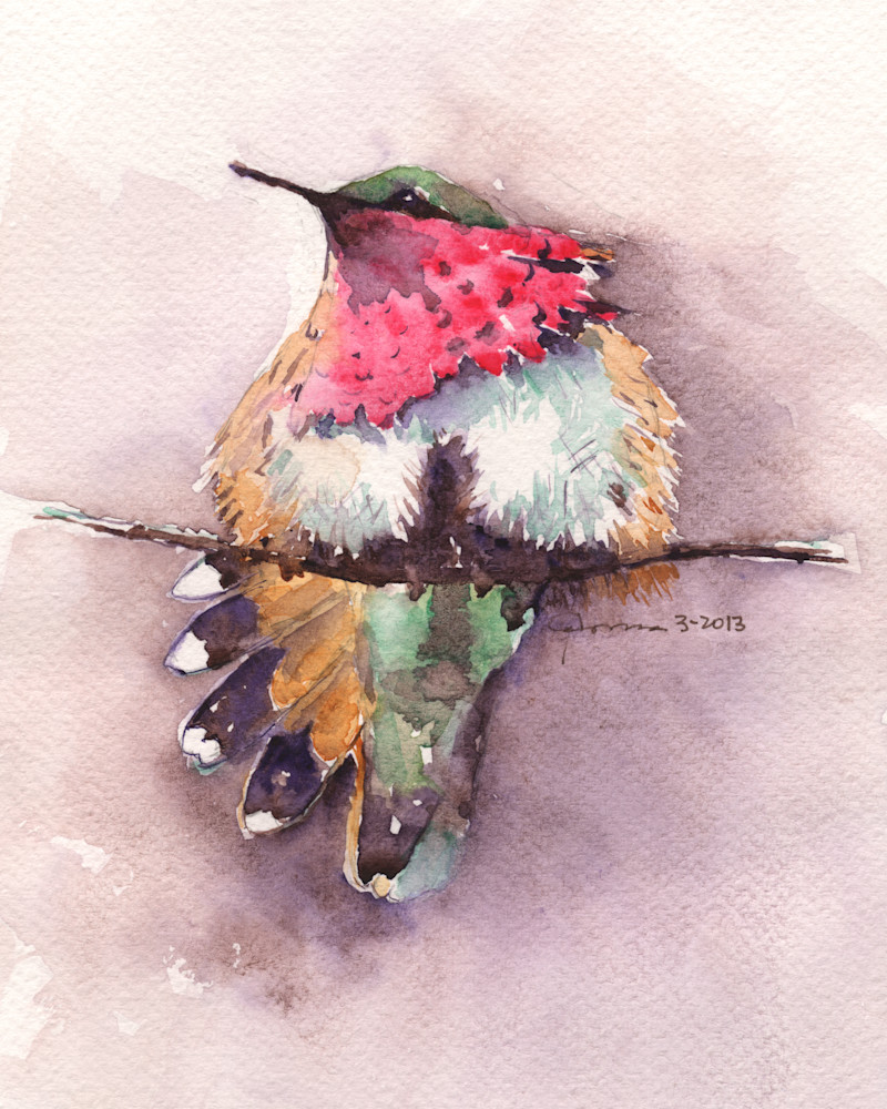 Wine Throated Hummingbird  Watercolor Print | Claudia Hafner Watercolor
