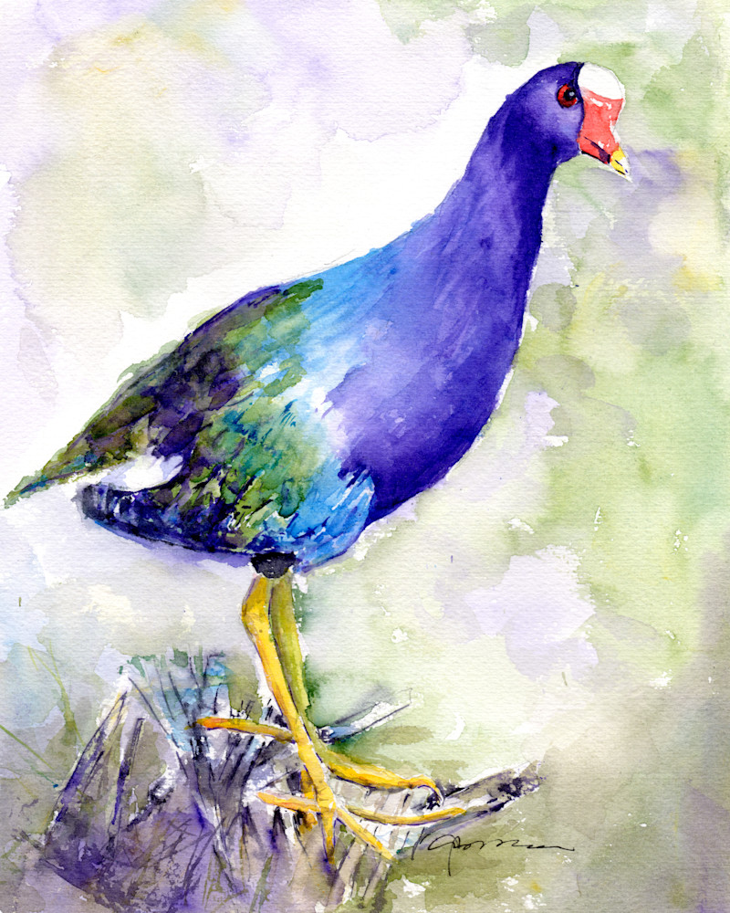 Purple Gallinule Watercolor Print | Claudia Hafner Watercolor
