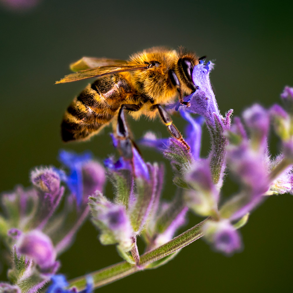 Bee in Lavender Closeup