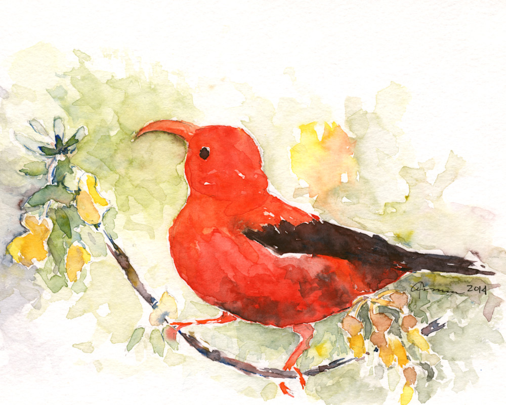Red Honeycreeper Watercolor Print | Claudia Hafner Watercolor
