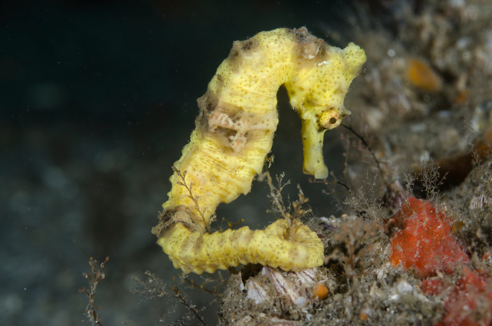 yellow seahorse composed