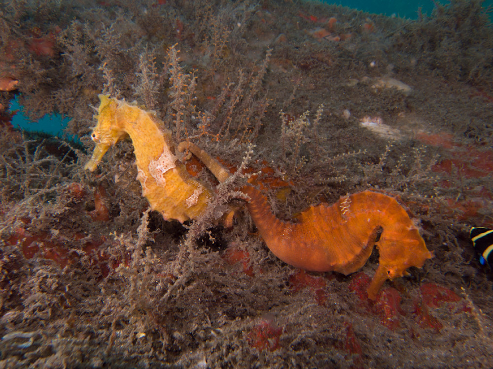 two seahorse lovers barely attached 