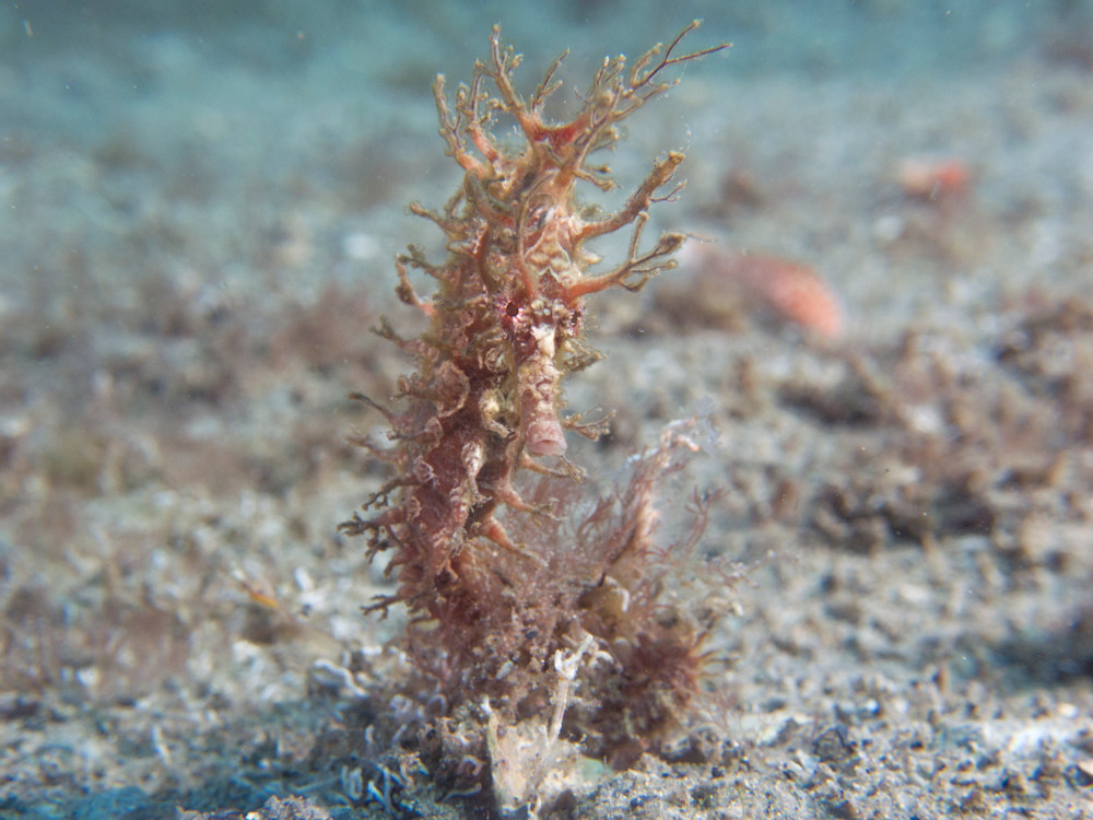 lined seahorse blending in