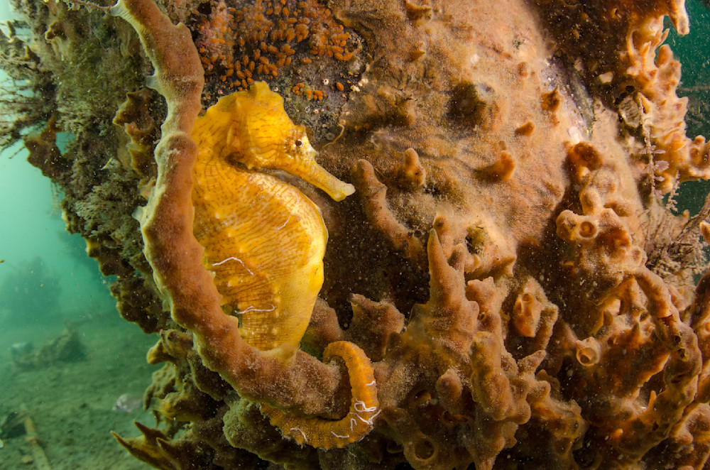 Majestic Yellow orange seahorse