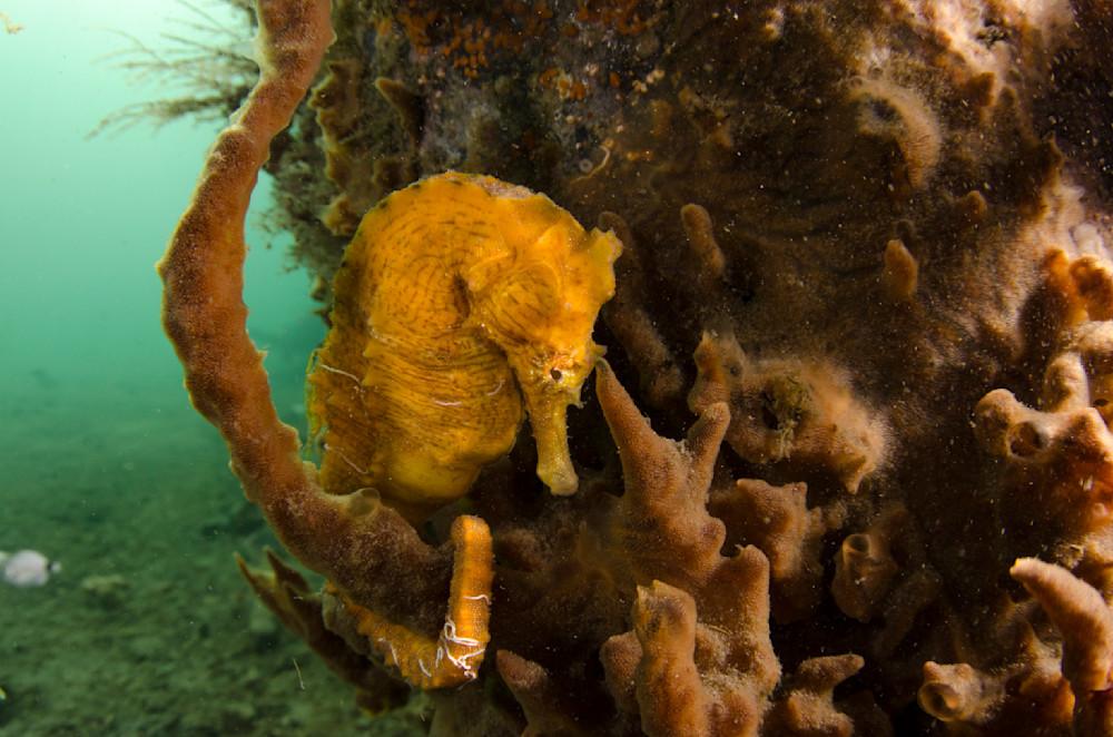bowing Yellow orange seahorse