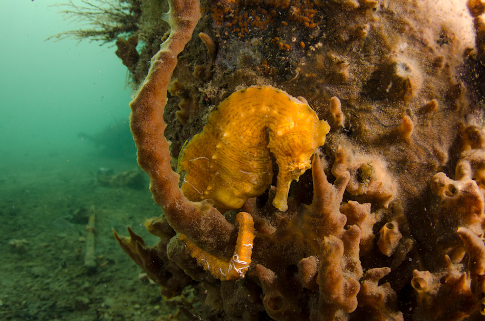 Yellow orange seahorse bowing