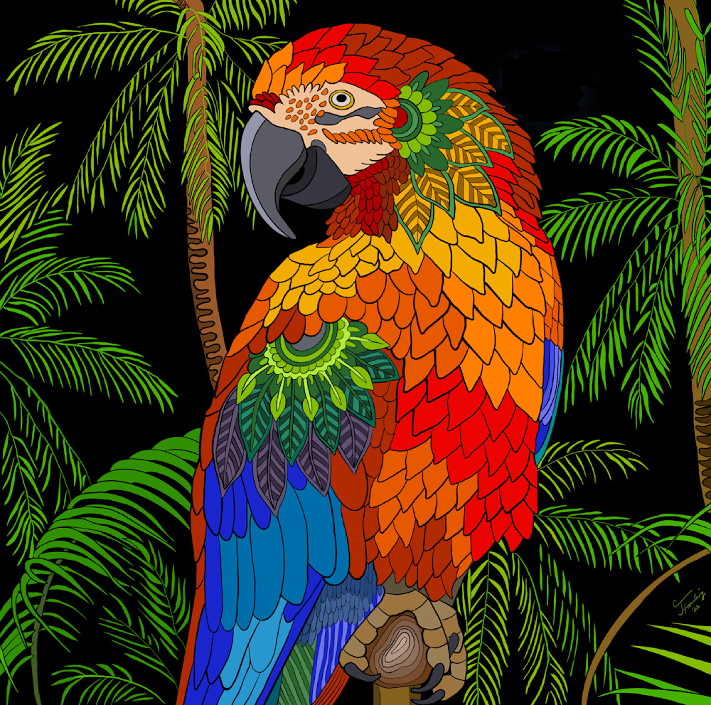 Cool Macaw Nights