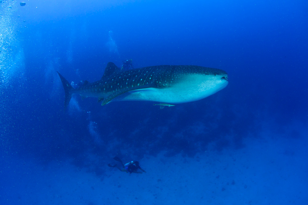 Whale shark underwater scuba diving presence