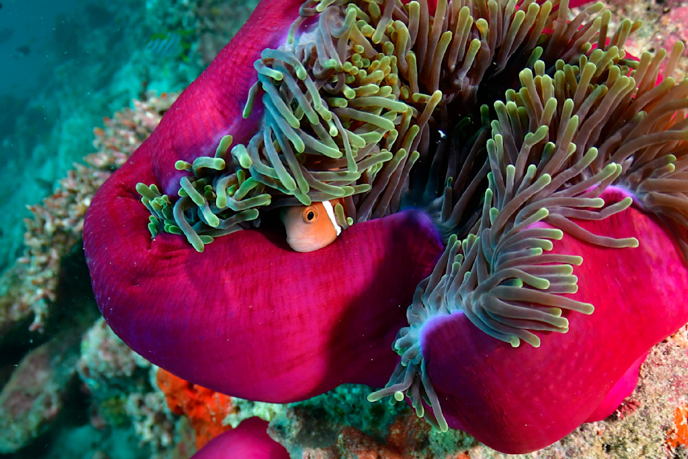 Clown fish in Red Anemone 