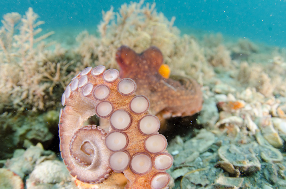 Octopus suction cups 7
