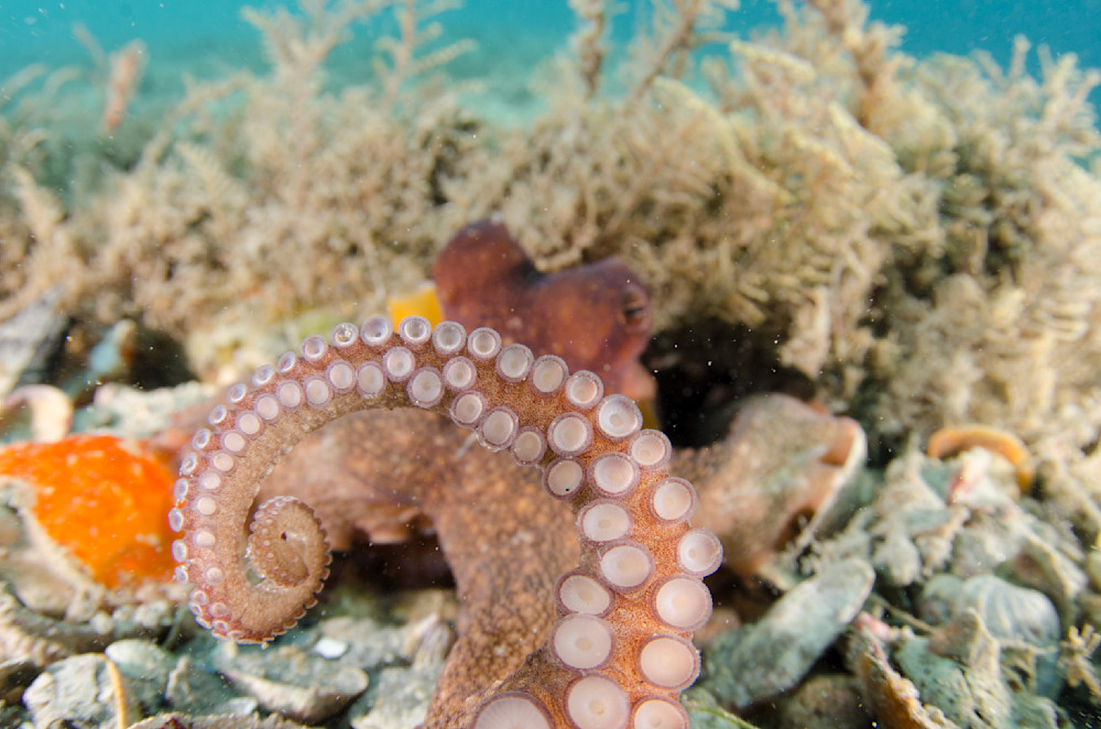 Octopus suction cups 6