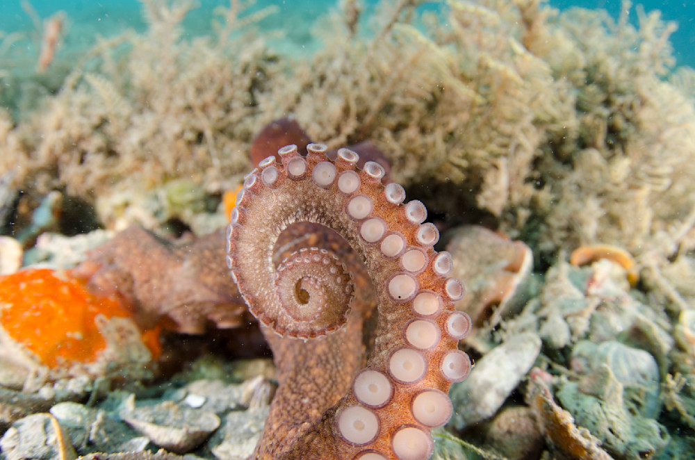 Octopus Suction Cups 5